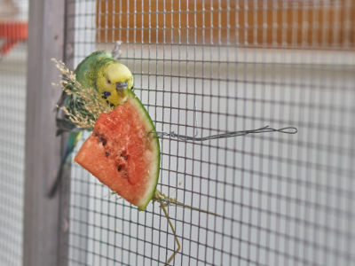 Wassermelone 4